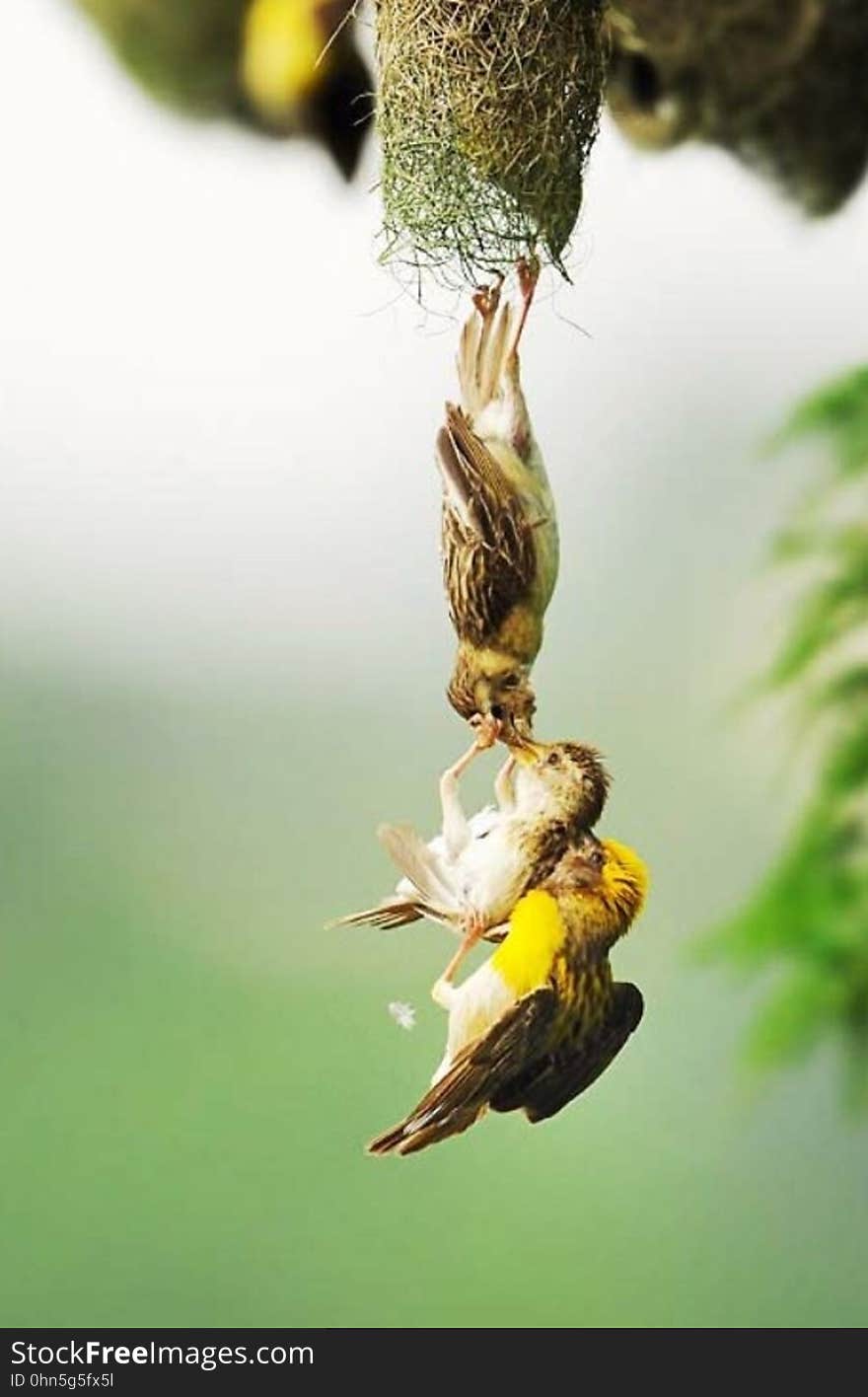 A trio of Baya weavers (Ploceus philippinus) in a struggle near their nest. A trio of Baya weavers (Ploceus philippinus) in a struggle near their nest.