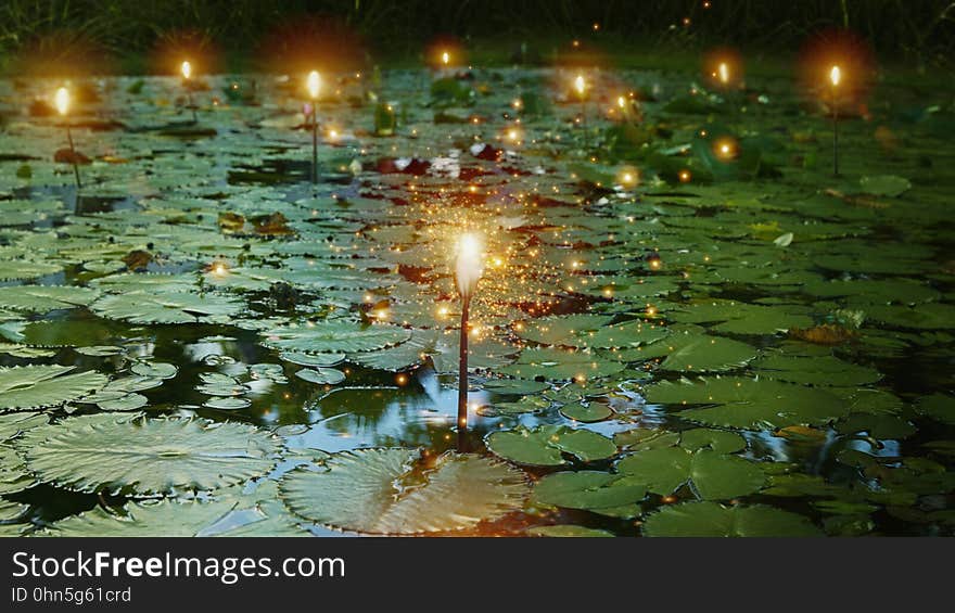 Light bulb and glowing lights over lily pads in pond. Light bulb and glowing lights over lily pads in pond