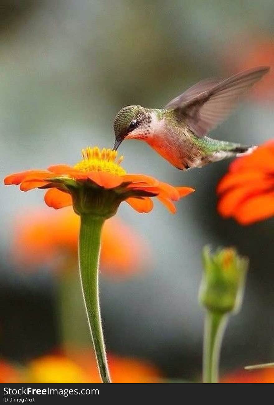 A hummingbird hovering over a flower drinking nectar. A hummingbird hovering over a flower drinking nectar.