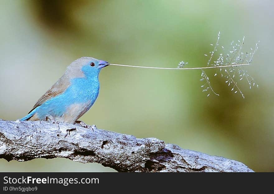 Small blue songbird sitting on branch with twig in beak. Small blue songbird sitting on branch with twig in beak.