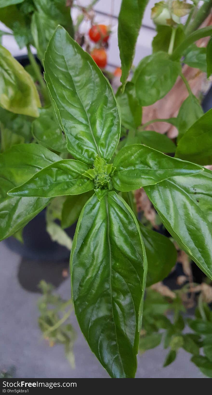 Day 248 pesto tomorrow