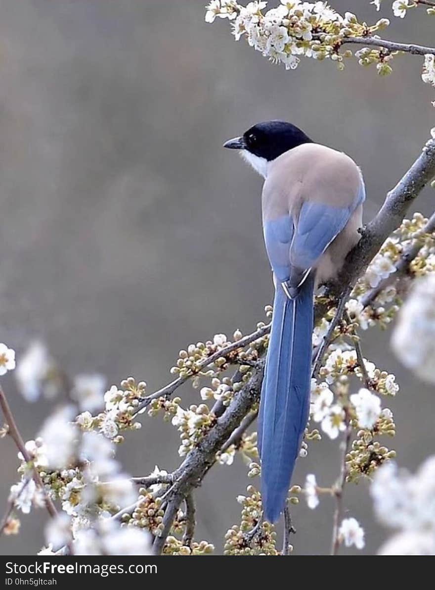 A beautiful songbird sitting on a branch.