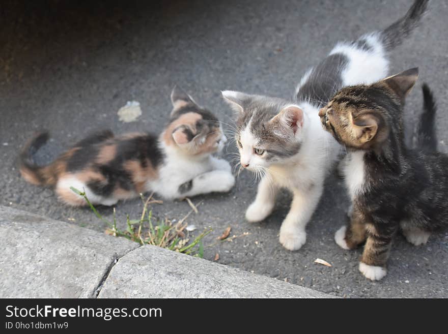 Three young cute kittens playing in