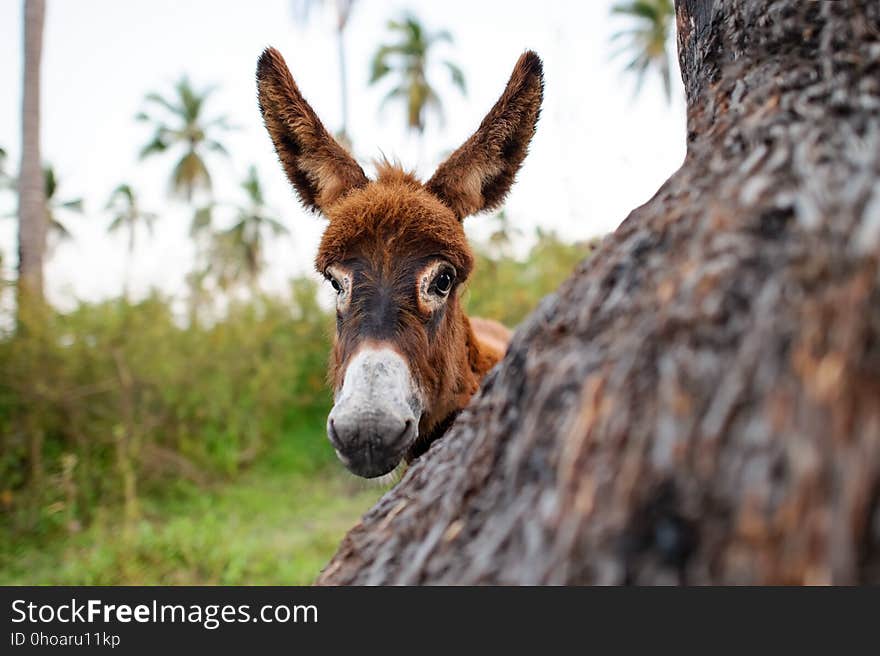 Donkey baby is a cute curious shy baby donkey with great big adorable floppy ears looking right at you.