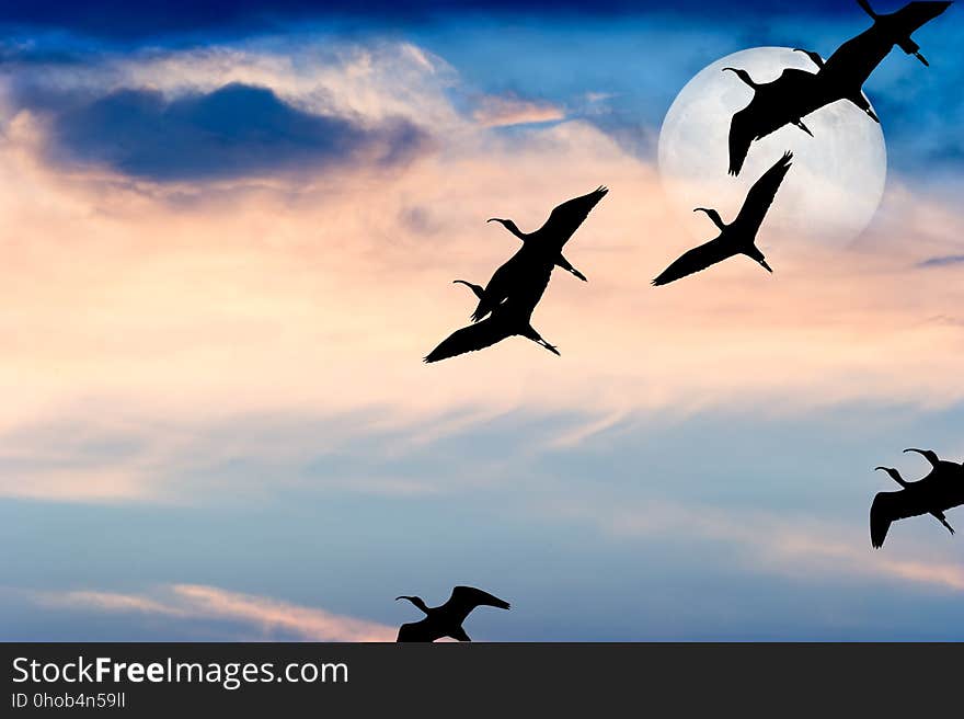 Bird silhouette flying is a silhouette of a bird with wings spread in a peaceful flight of freedom.