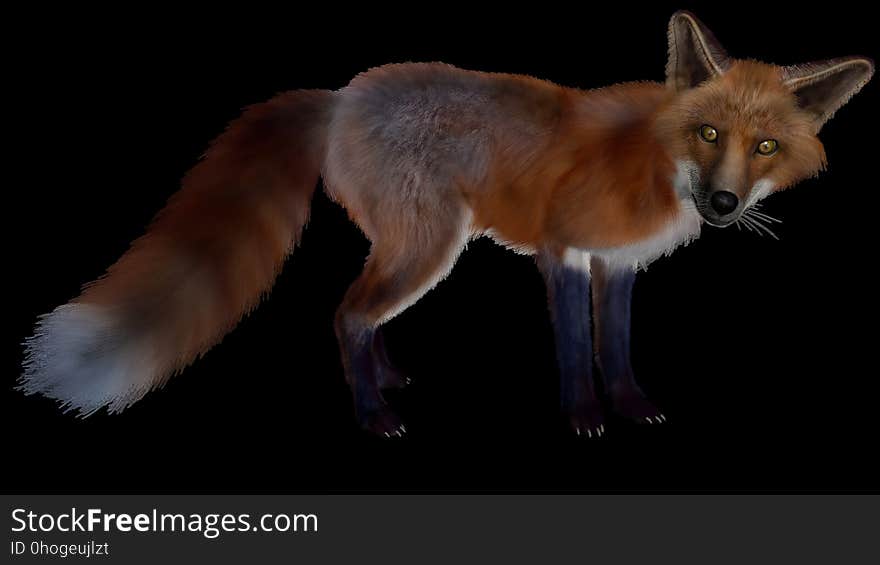 Fox, Red Fox, Mammal, Wildlife