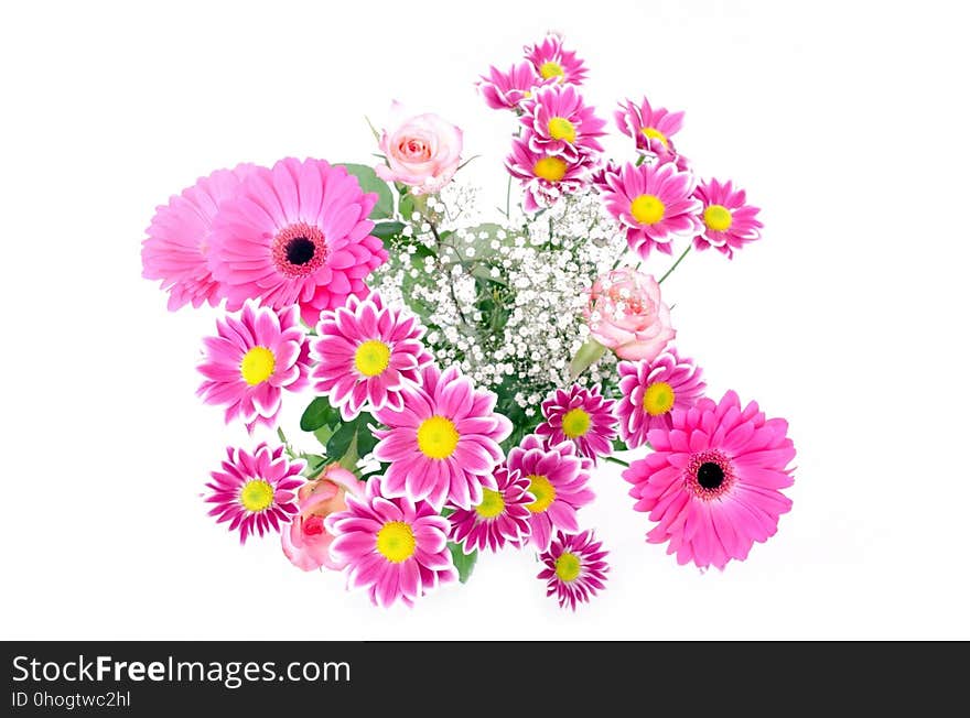 Flower, Flowering Plant, Pink, Cut Flowers