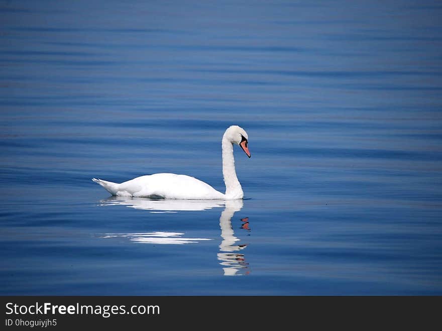 Swan, Water Bird, Bird, Ducks Geese And Swans