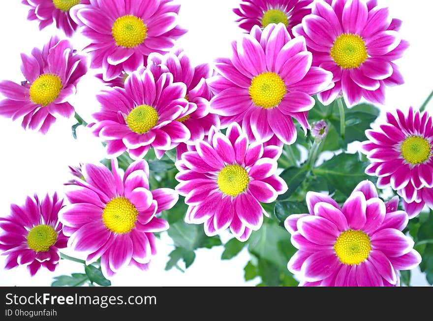 Flower, Flowering Plant, Marguerite Daisy, Garden Cosmos