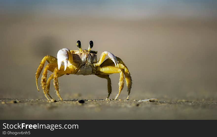 Crab, Decapoda, Macro Photography, Ocypodidae