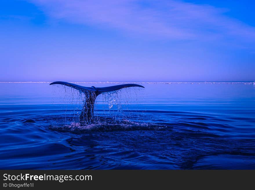 Sea, Ocean, Horizon, Water