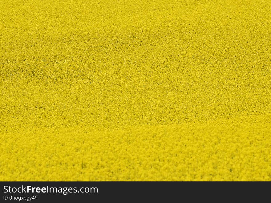 Yellow, Rapeseed, Field, Canola