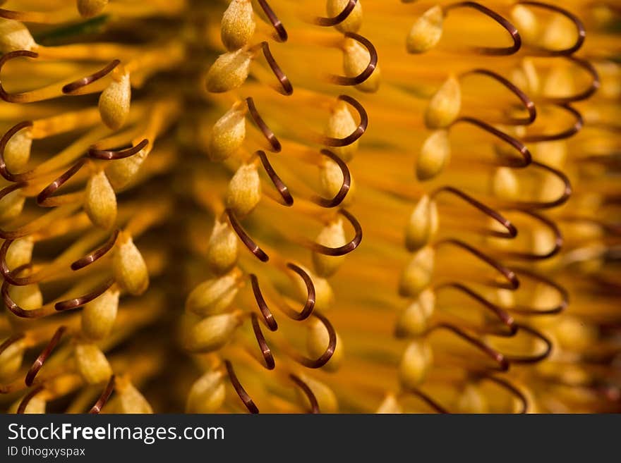 Close Up, Macro Photography, Pollen, Commodity