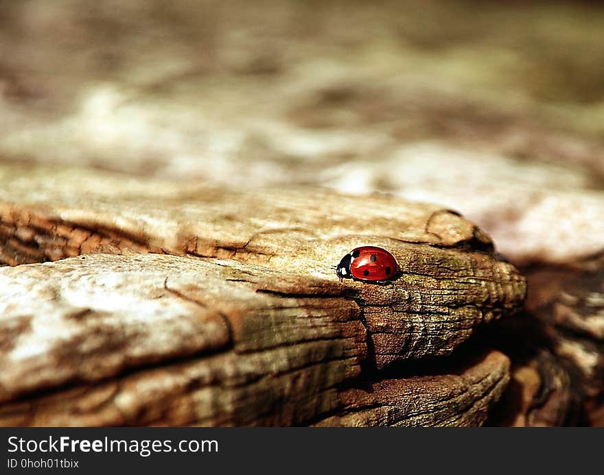 Close Up, Macro Photography, Wood, Organism