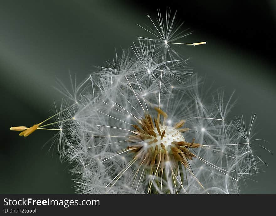 Flower, Flora, Dandelion, Close Up