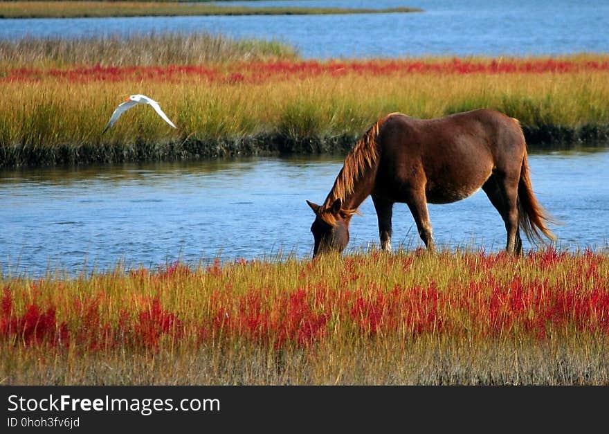 Wildlife, Grassland, Nature Reserve, Ecosystem