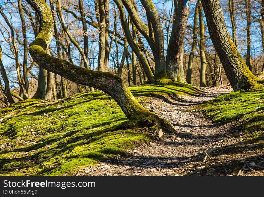 Tree, Woodland, Nature, Woody Plant