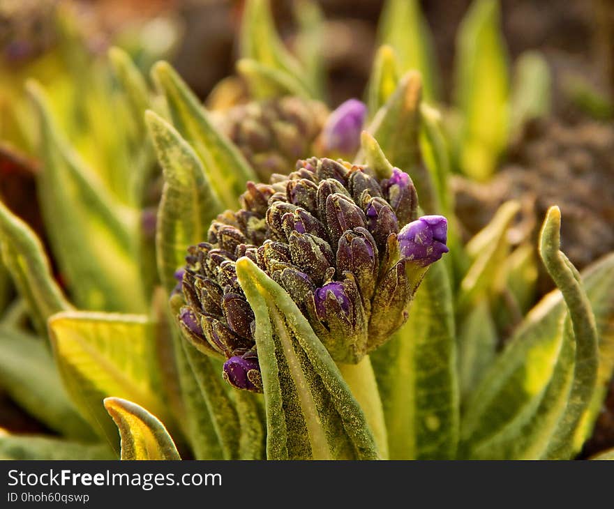 Plant, Vegetation, Flora, Purple