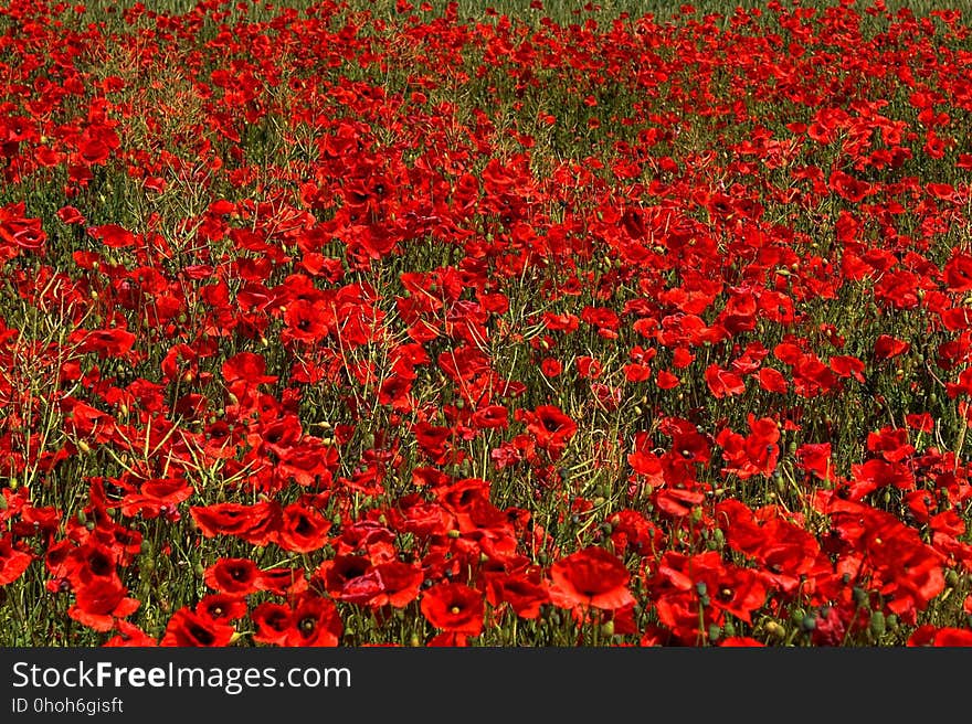 Flower, Red, Field, Wildflower