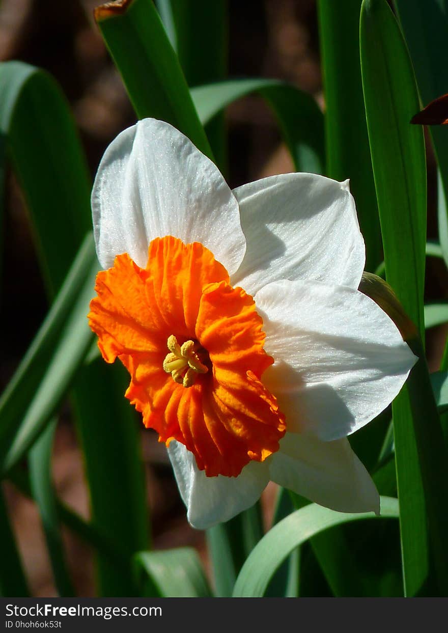 Flower, Plant, Flora, Flowering Plant