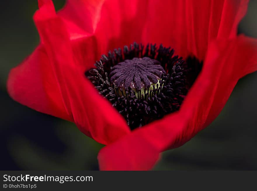 Flower, Red, Flowering Plant, Plant