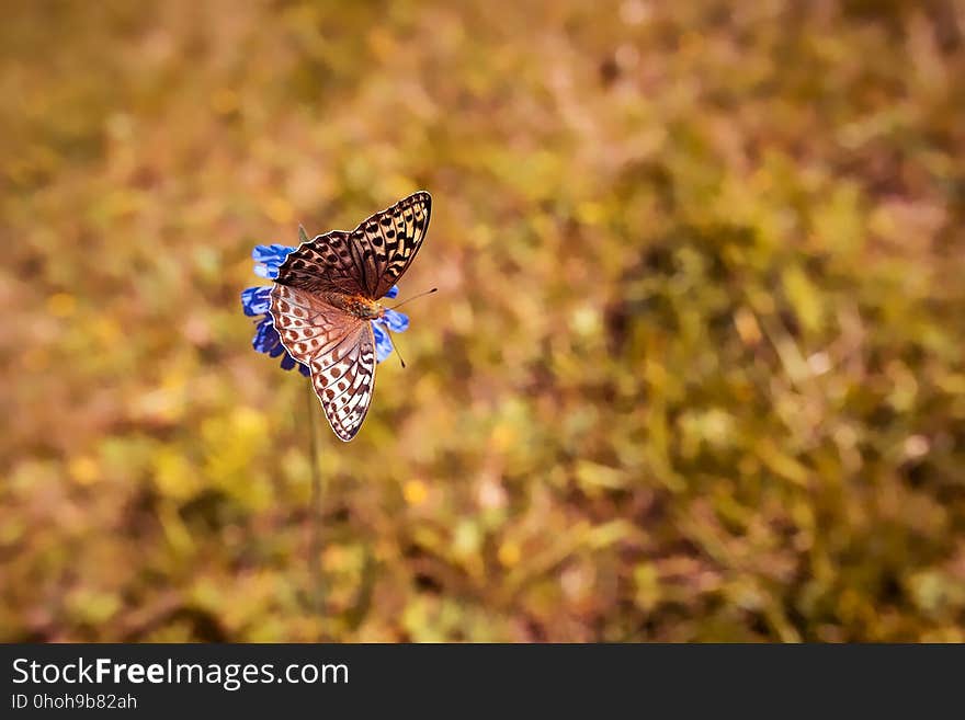 Butterfly, Moths And Butterflies, Wildlife, Fauna