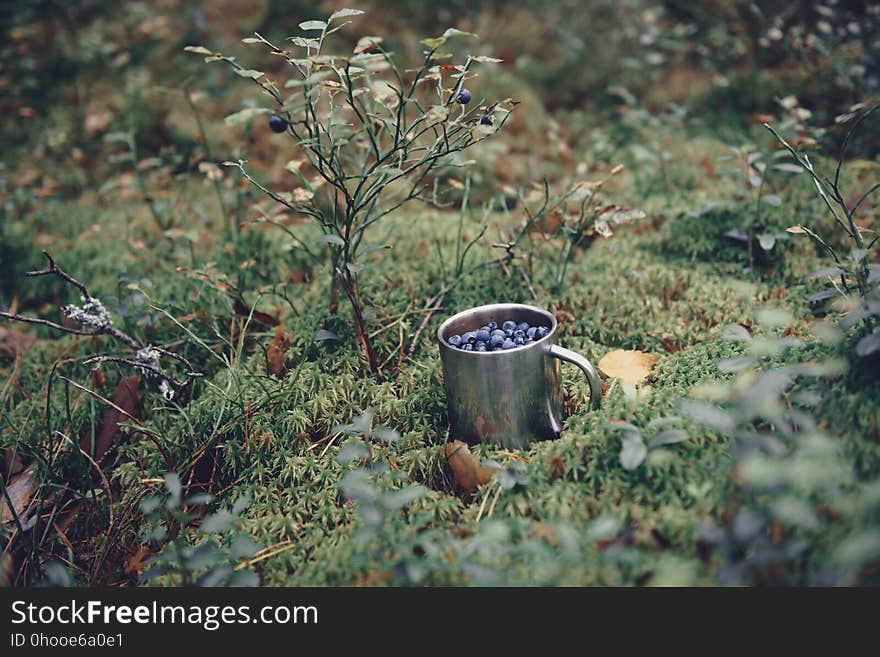 Blueberries in metal cup in forest. Fresh blueberries in metal c