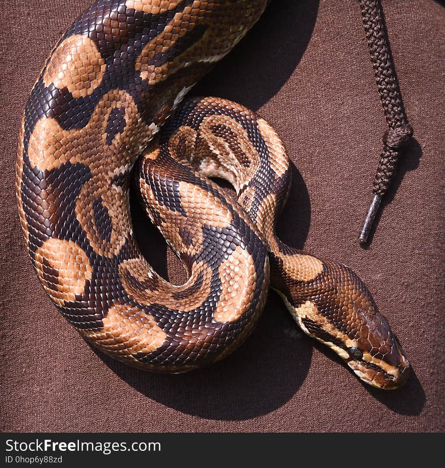 Snake as a Necklace