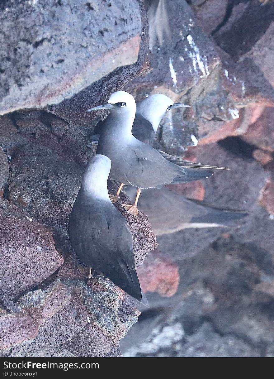 BLACK NODDY &#x28;9-10-2017&#x29; holei sea arch, chain of craters road, hawai&#x27;i volcanoes national park, hawai.i co, hawaii -13