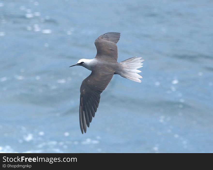 BLACK NODDY &#x28;9-10-2017&#x29; holei sea arch, chain of craters road, hawai&#x27;i volcanoes national park, hawai.i co, hawaii -02