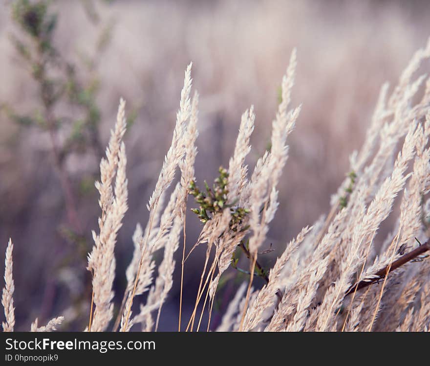 Close up of dry soft grass with in the early morning, Abstract n