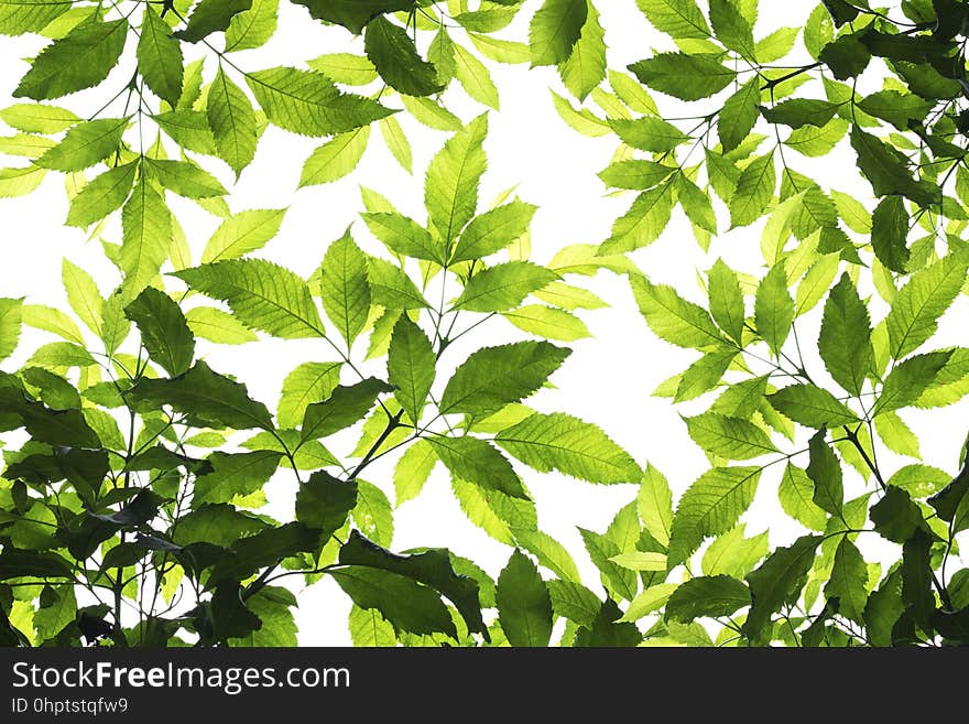 Beautiful Green Leaf Pattern Background