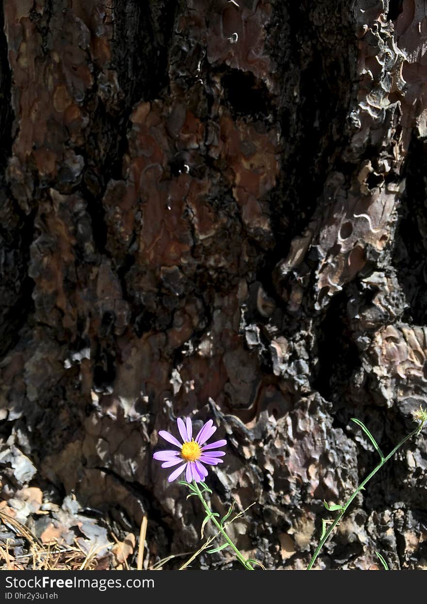 Purple fleabane at the feet of a Ponderosa Pine. Purple fleabane at the feet of a Ponderosa Pine