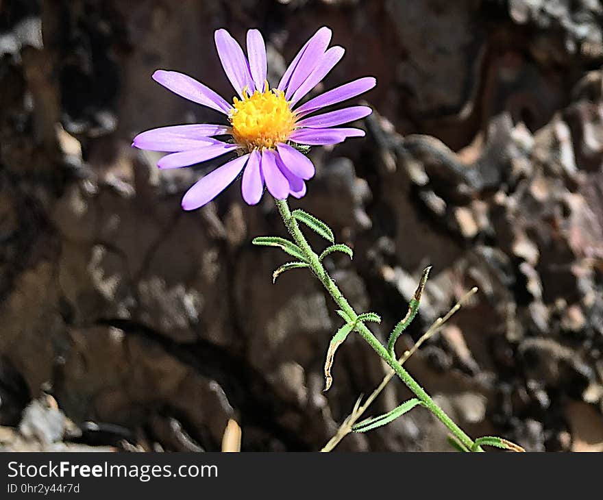 Oh yeah en.wikipedia.org/wiki/Erigeron. Oh yeah en.wikipedia.org/wiki/Erigeron