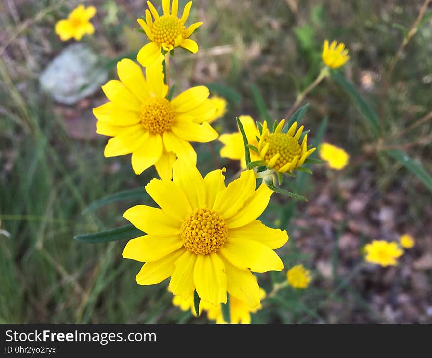 I&#x27;ve recently learned these common wildflowers are Desert Sunflowers &#x28;en.wikipedia.org/wiki/Geraea_canescens&#x29; except every source I read says they grow at elections lower than 3000ft and this location is closer to 6000ft elevation. I&#x27;ve recently learned these common wildflowers are Desert Sunflowers &#x28;en.wikipedia.org/wiki/Geraea_canescens&#x29; except every source I read says they grow at elections lower than 3000ft and this location is closer to 6000ft elevation.