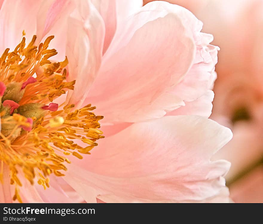 Flower, Pink, Flowering Plant, Peony