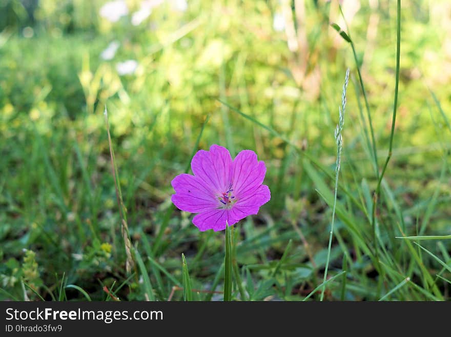 Flower, Flora, Plant, Meadow