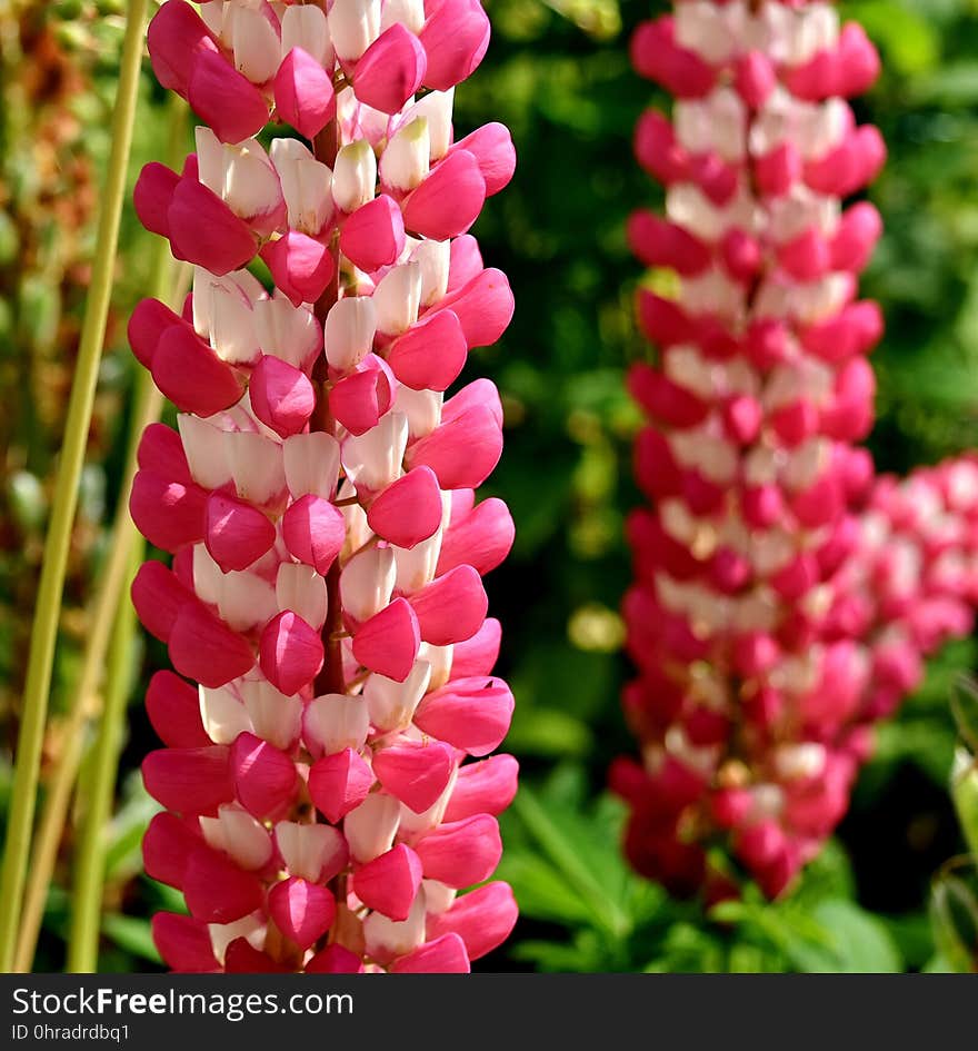 Pink, Flower, Plant, Flowering Plant