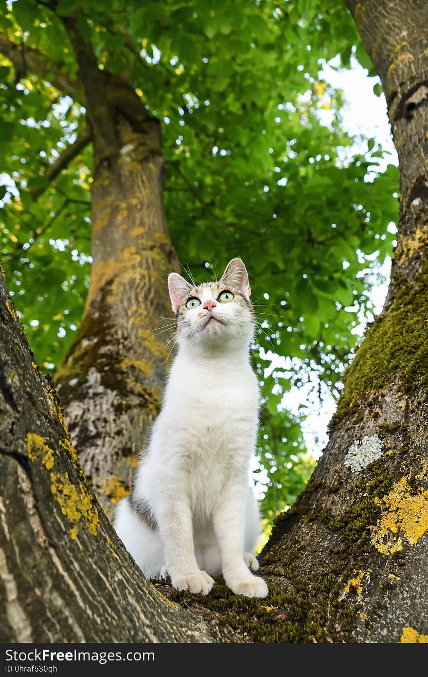 Cat, Green, Tree, Mammal