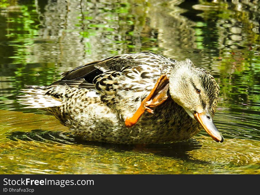 Duck, Bird, Mallard, Water