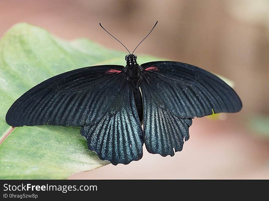 Butterfly, Moths And Butterflies, Insect, Invertebrate