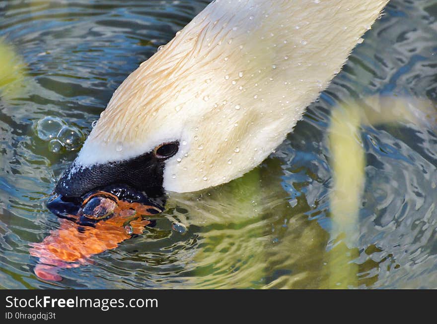 Bird, Water, Beak, Water Bird