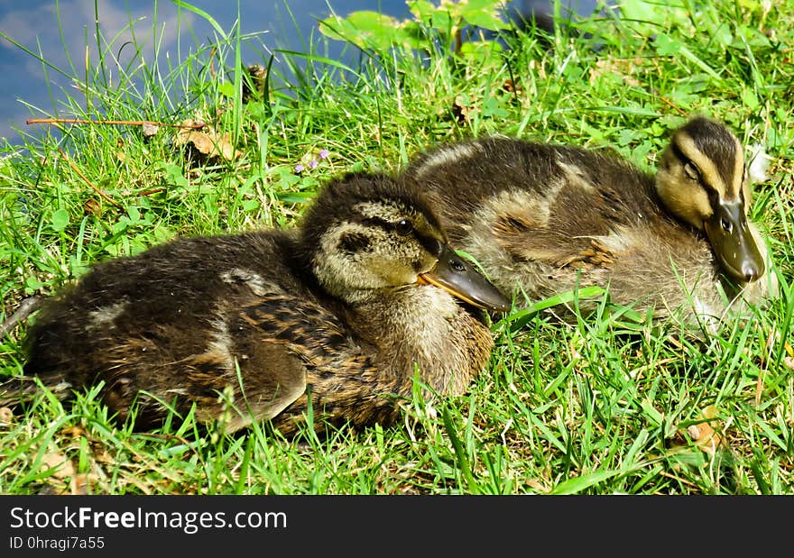 Bird, Duck, Fauna, Water Bird