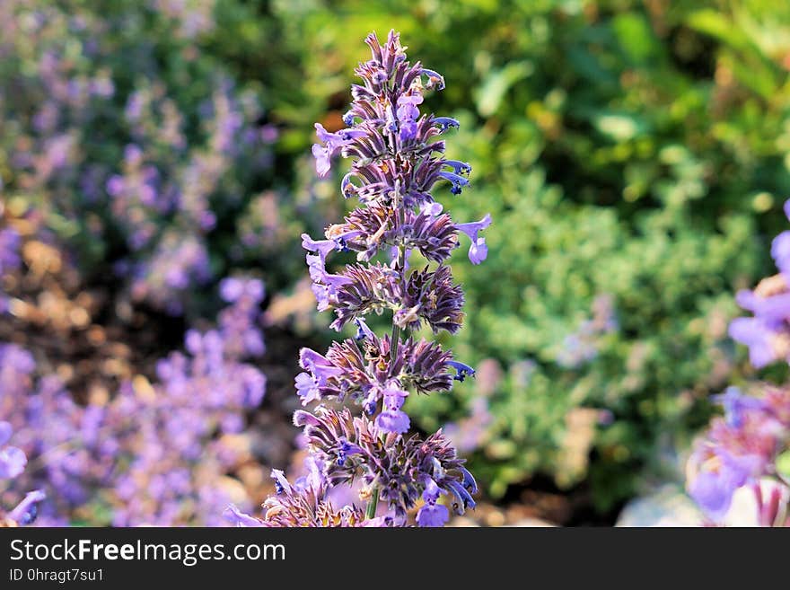 Plant, Flora, Hyssopus, Lavender