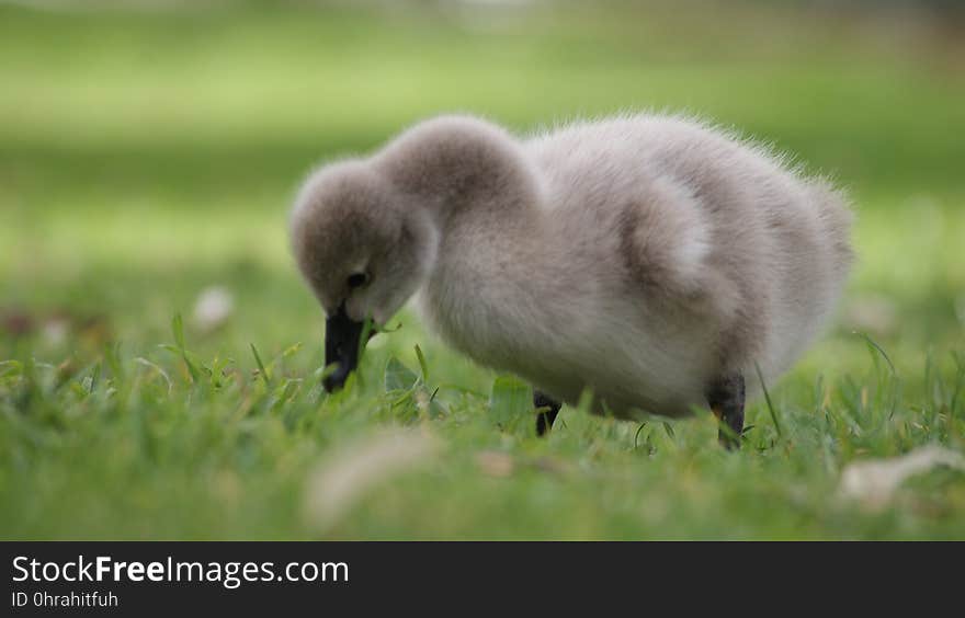 Bird, Water Bird, Fauna, Beak