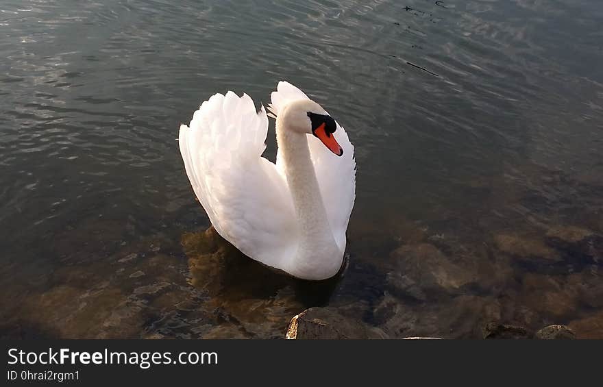 Swan, Bird, Water Bird, Ducks Geese And Swans