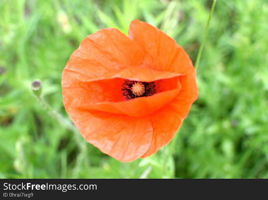 Flower, Wildflower, Poppy, Orange