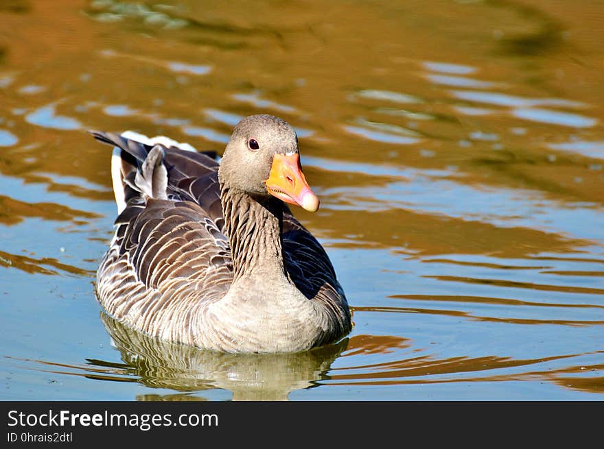 Bird, Duck, Water Bird, Ducks Geese And Swans