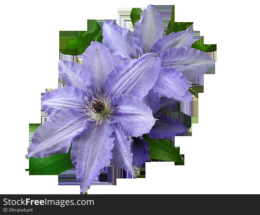 Flower, Plant, Purple, Violet