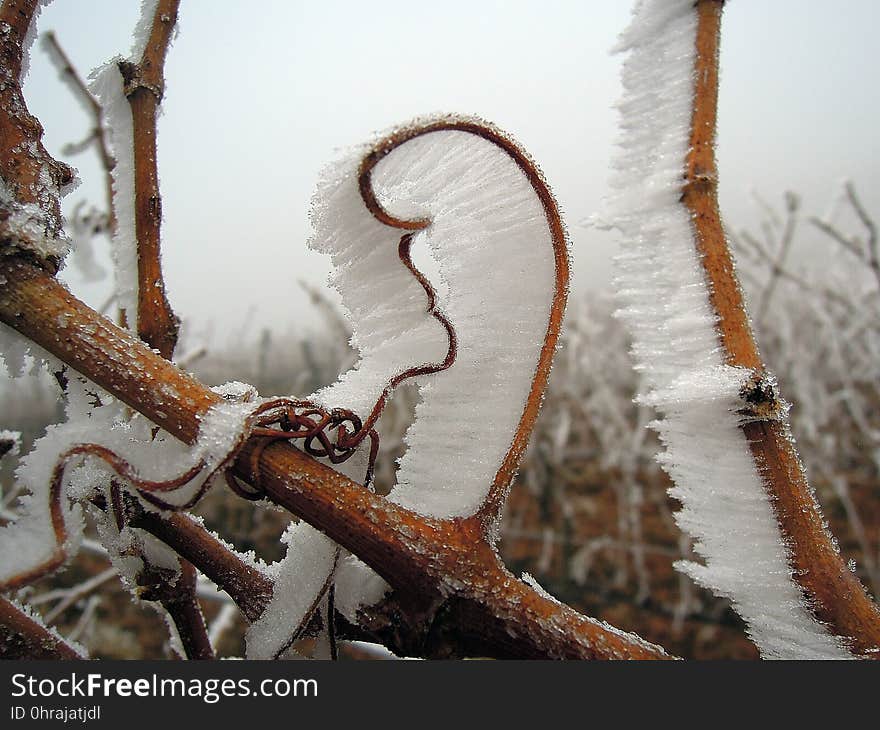 Winter, Wood, Freezing, Frost